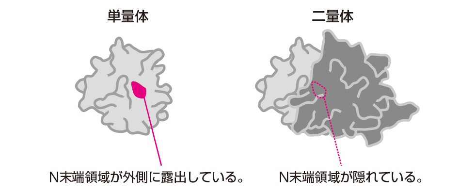 図4：TDP-43の単量体と二量体におけるN末端領域（イメージ図）