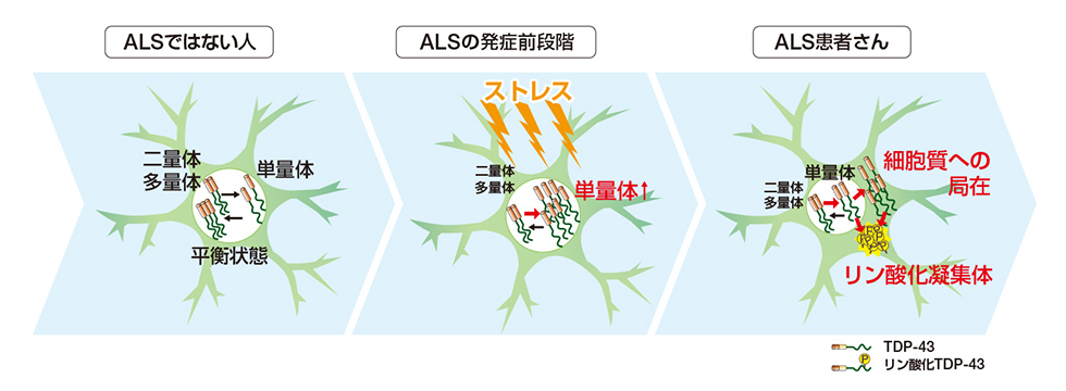 図5：運動神経細胞におけるTDP-43（山中先生ご提供）