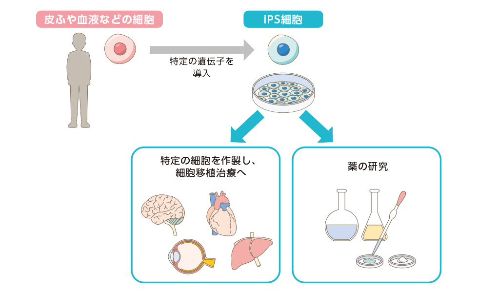図1：iPS細胞とその活用法