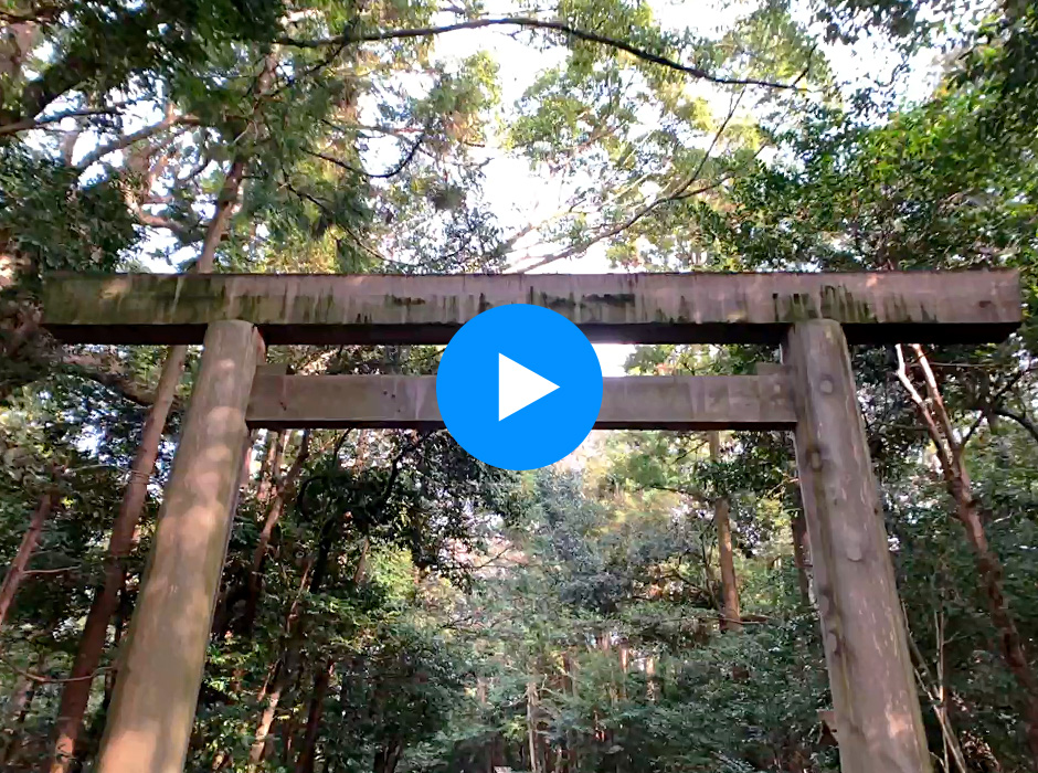 車いすの目線からは、木々の生い茂る様子や、木漏れ日など、迫力ある景色が楽しめます。