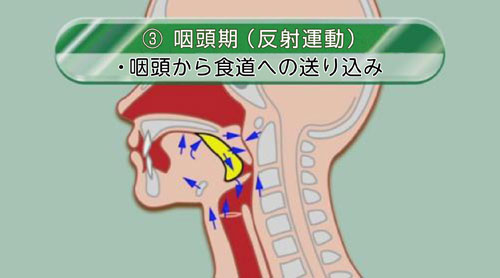 咽頭期